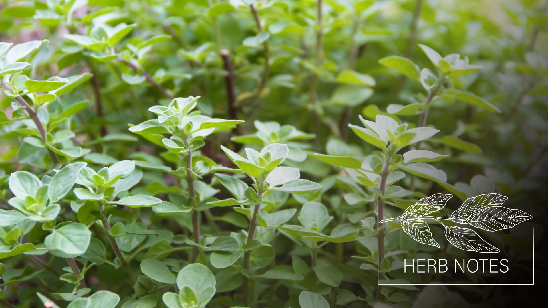 Herb Notes The Benefits Of Oregano Herb Notes The Benefits Of Oregano