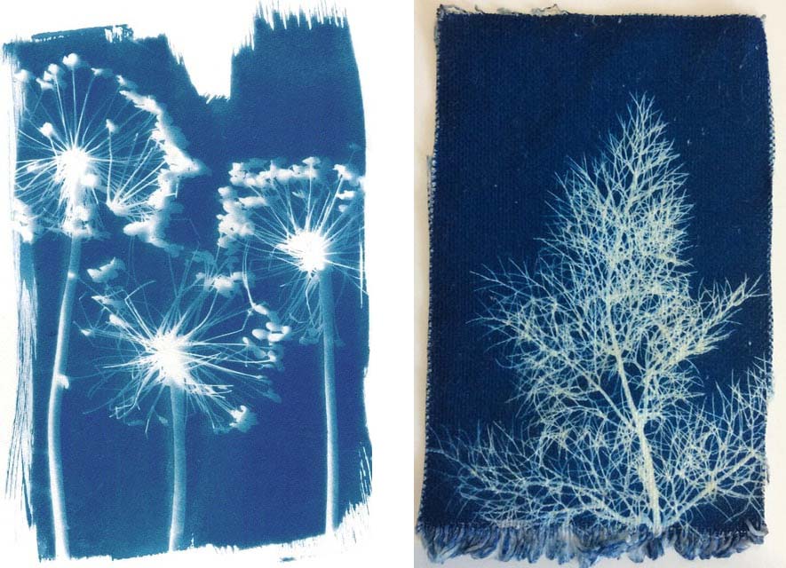 botanical sun prints