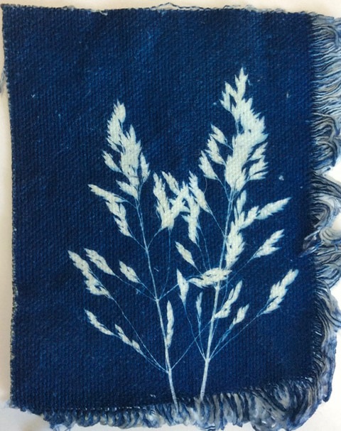 botanical sun prints