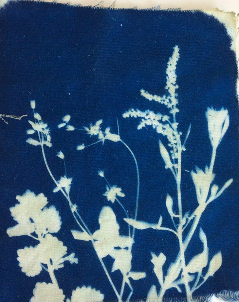 botanical sun prints