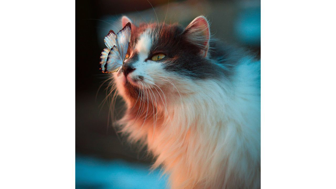 Cat with butterfly on nose