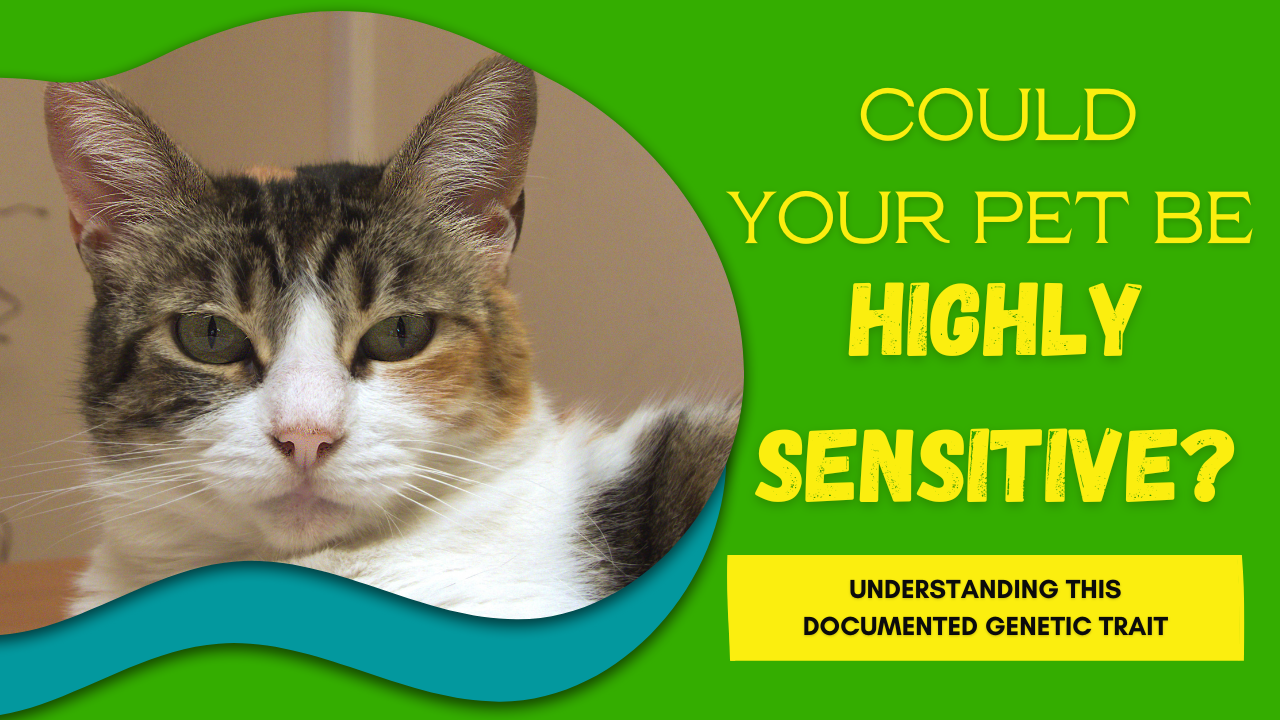 Could Your Pet Be Highly Sensitive? Understanding This Documented Genetic Trait