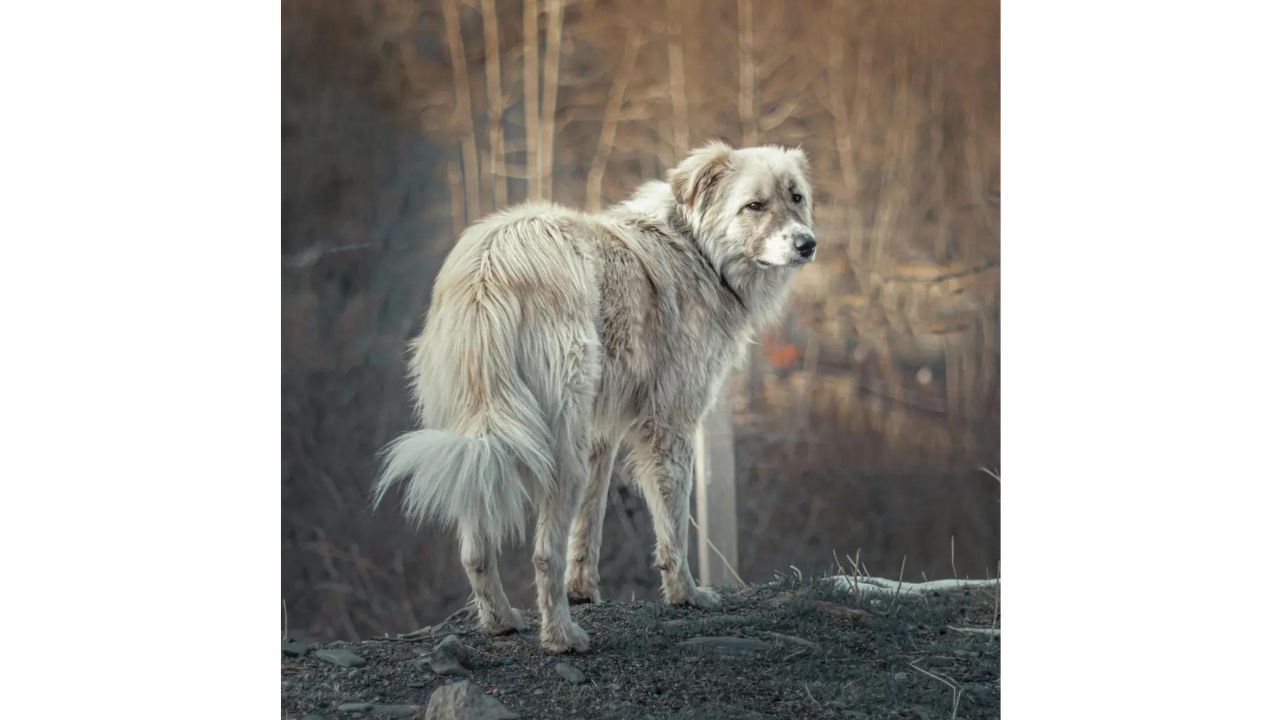 Dog looking back pet reincarnation