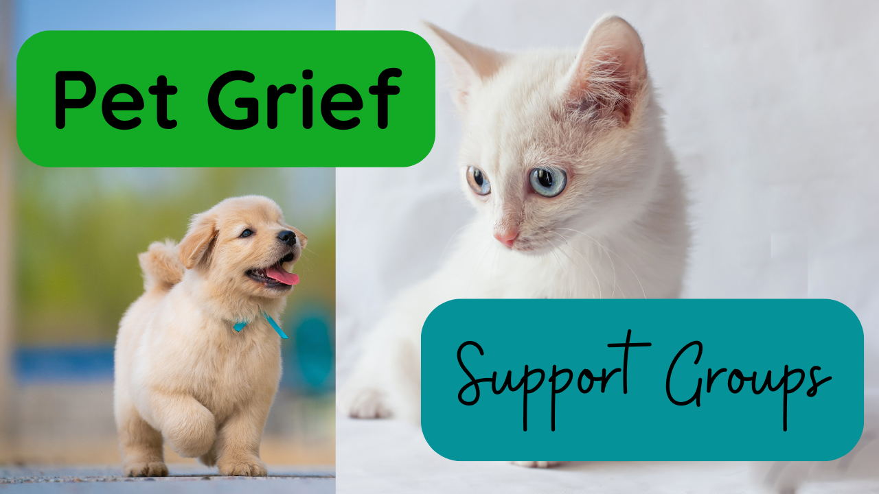 Puppy pet death support groups