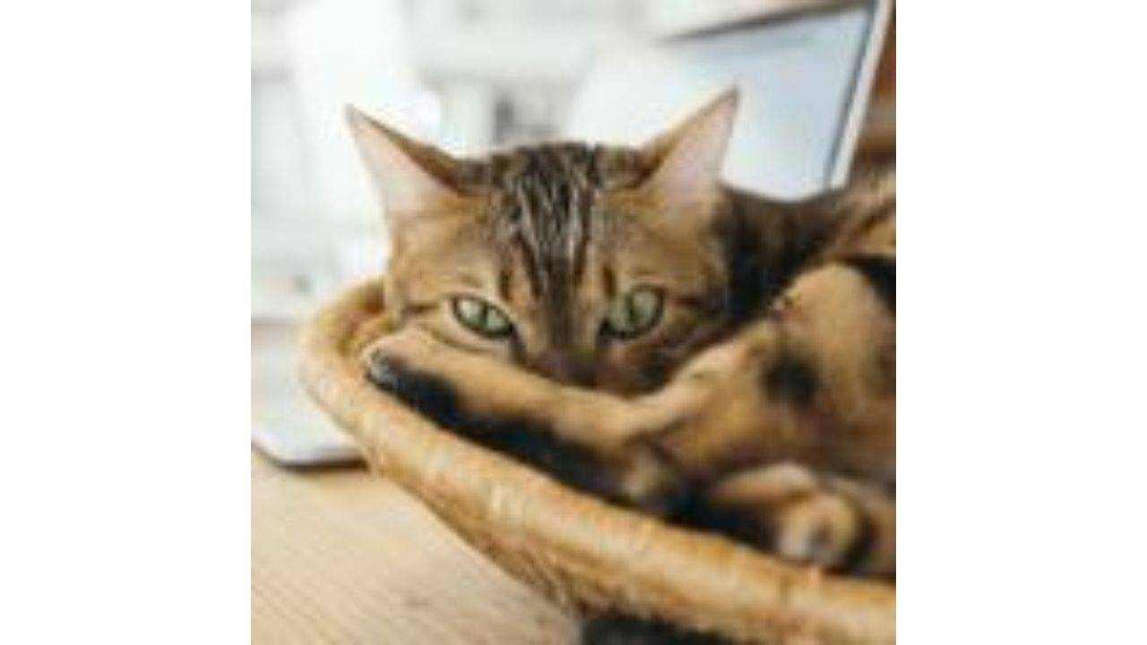 Cat in basket pet reiki