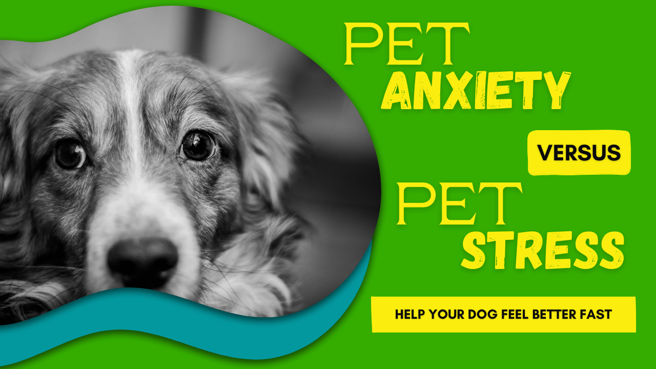 Dog anxiety vs dog stress