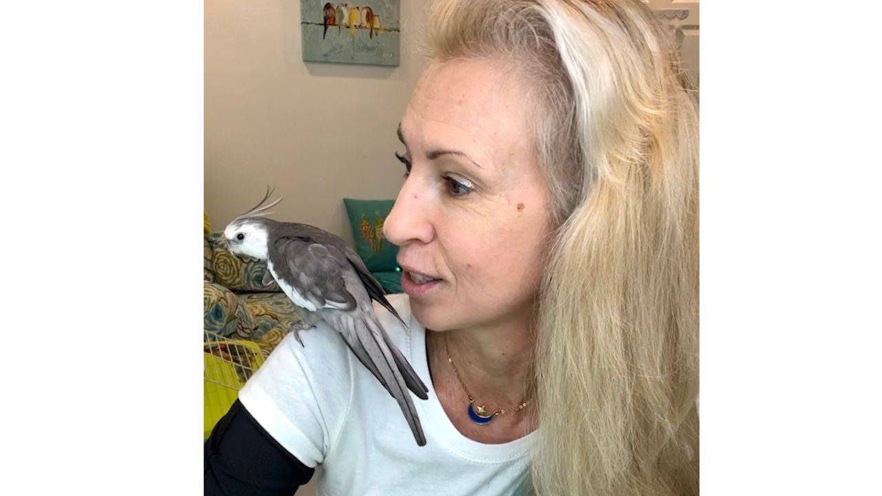 Pearl the cockatiel