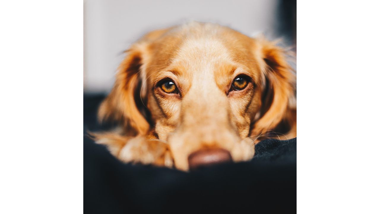 Dog gazing at camera