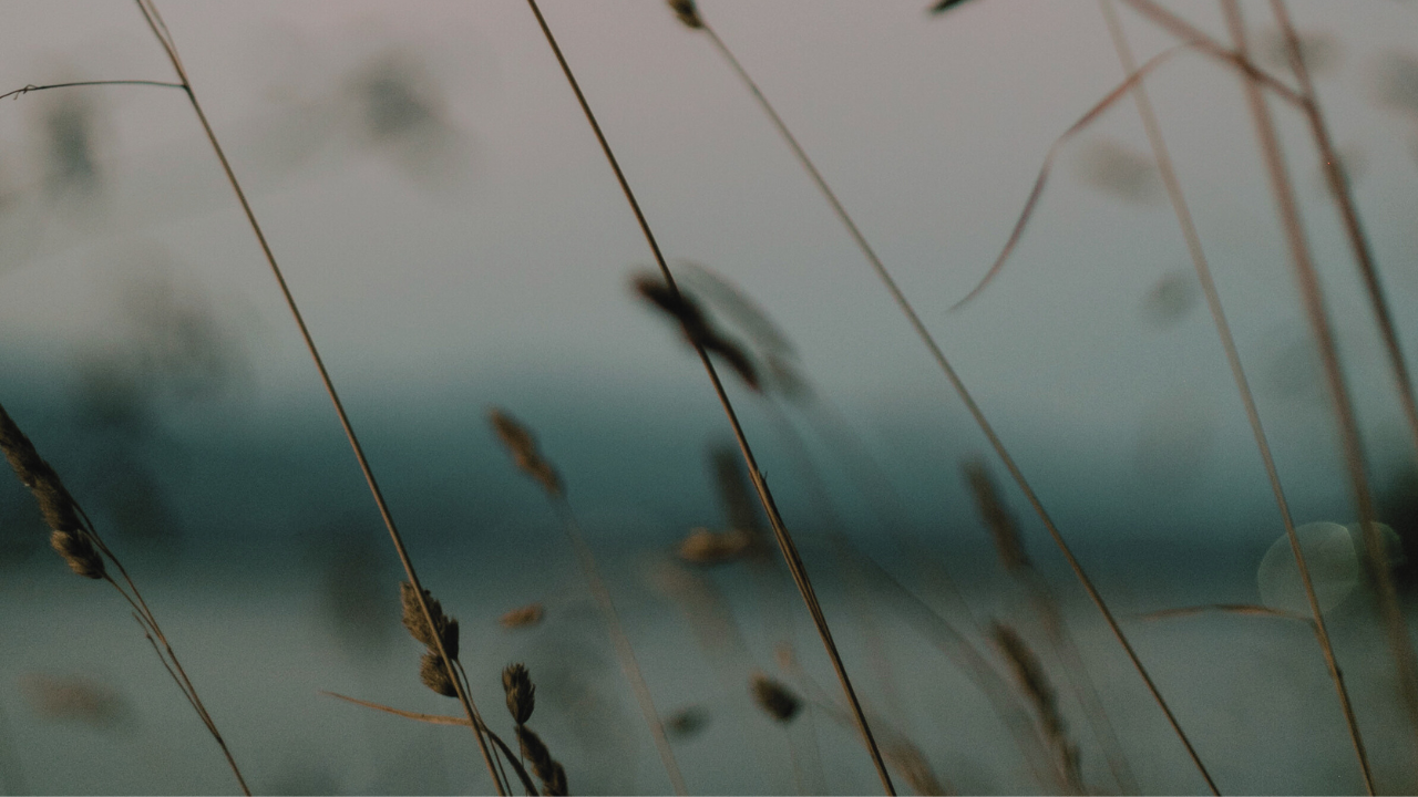 Close-up of hay in a blurred field, used as a visual metaphor for the ‘burned haystack’ dating concept