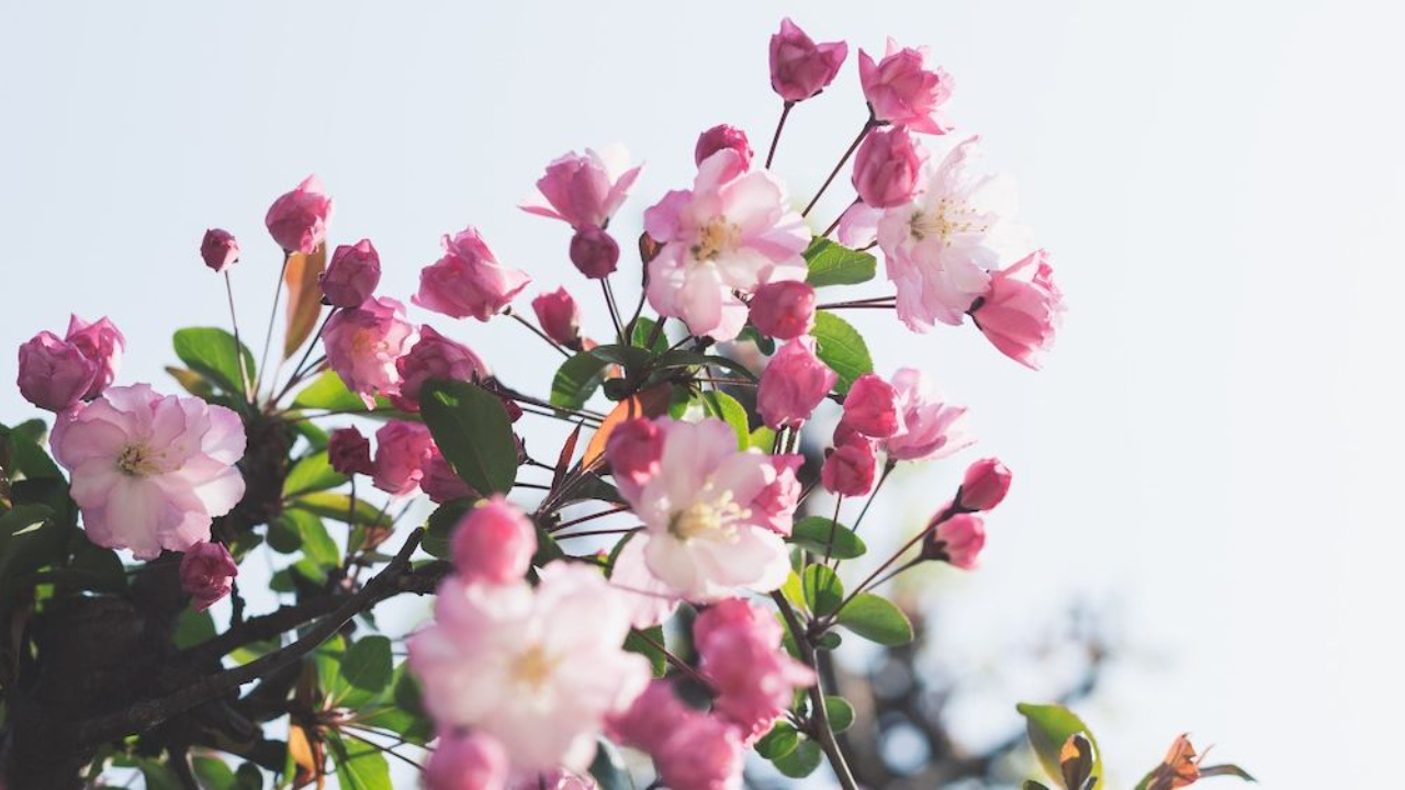 Pink flowers 