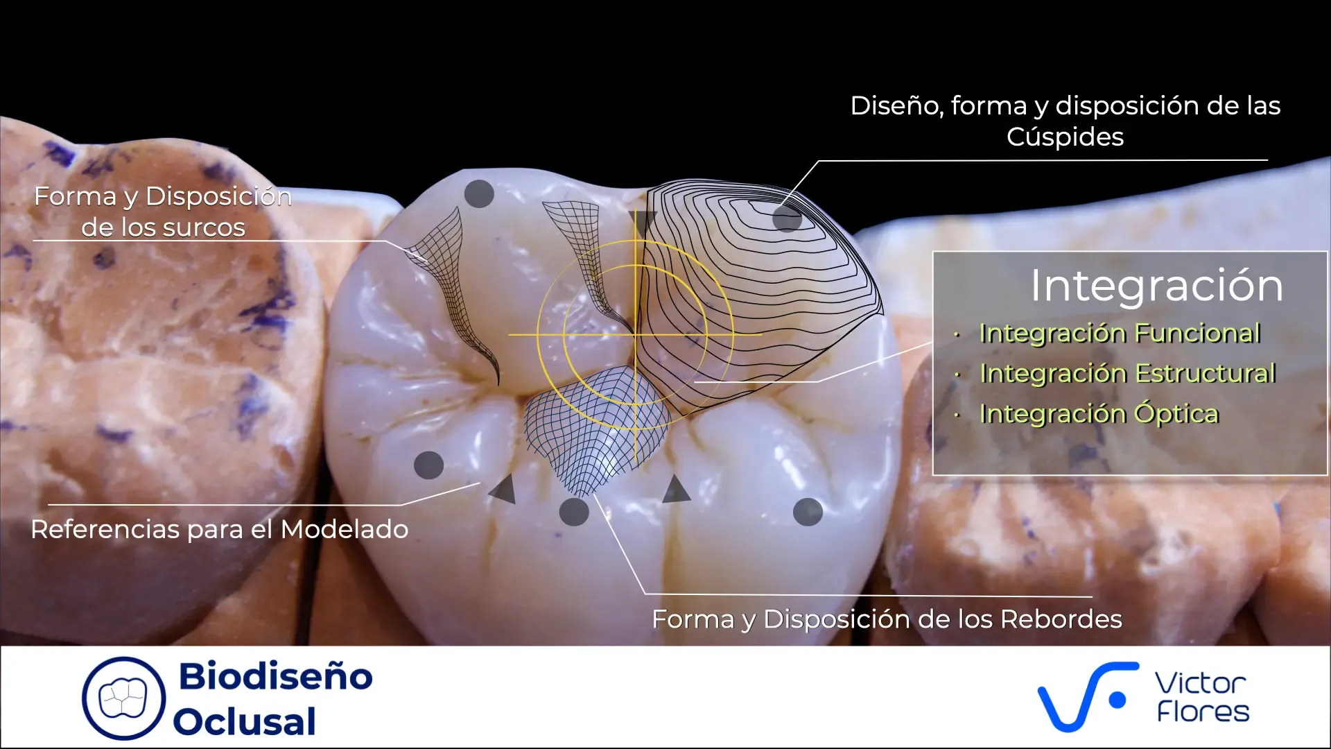 Referencias para el modelado del Biodiseño Oclusal