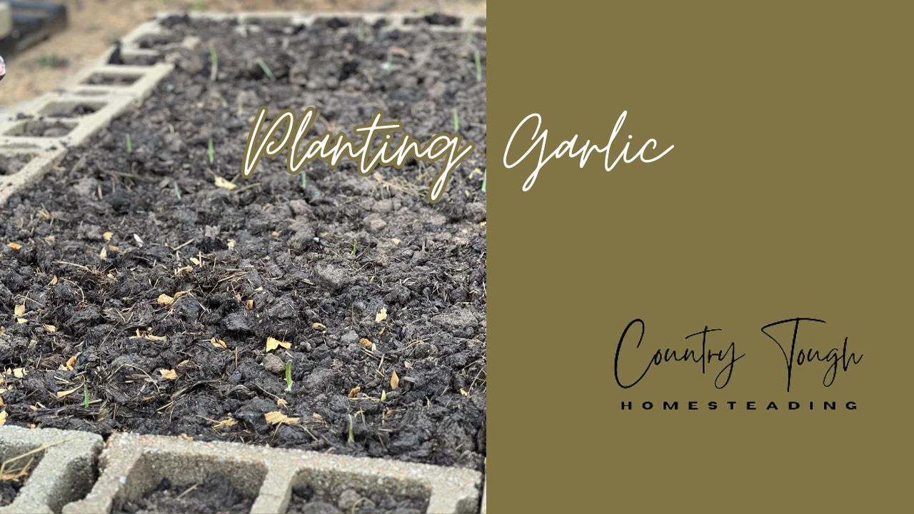Planting Garlic