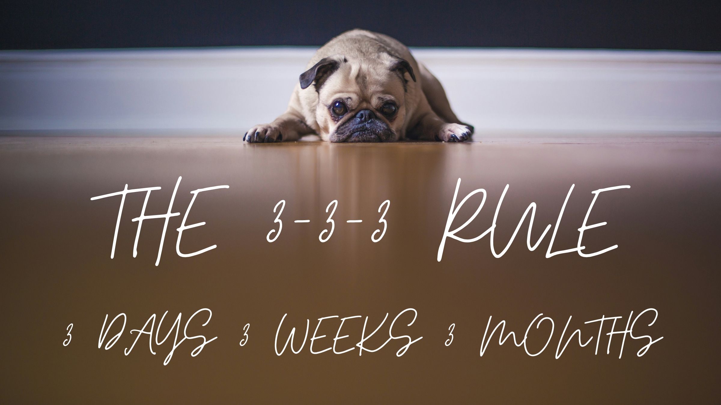 3-3-3 Rule for Adopting a Rescue Dog: What to Expect in the First 3 Days, 3 Weeks & 3 Months. Essential Guide for New Dog Owners.