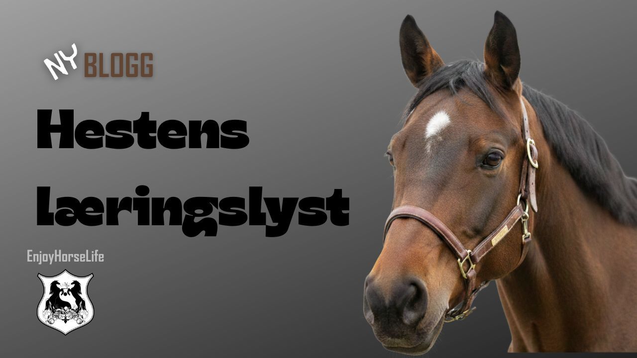 hestens lærings lyst