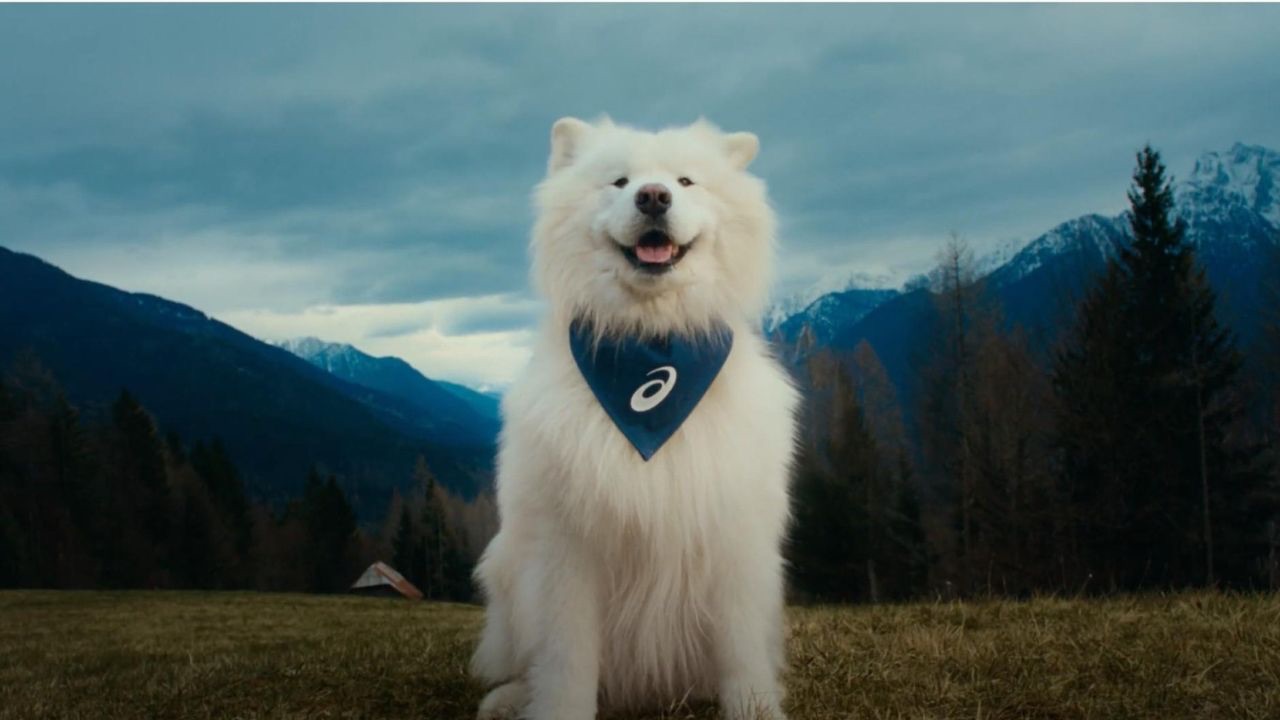Felix, el perro embajador de la marca ASICS para la salud mental