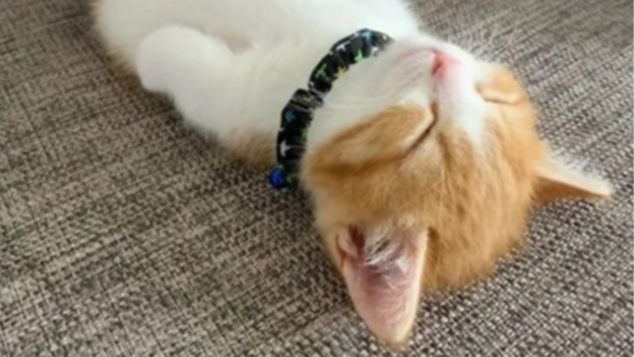 Clinician reviewing performance analytics to improve medical exam preparation and clinical reasoning