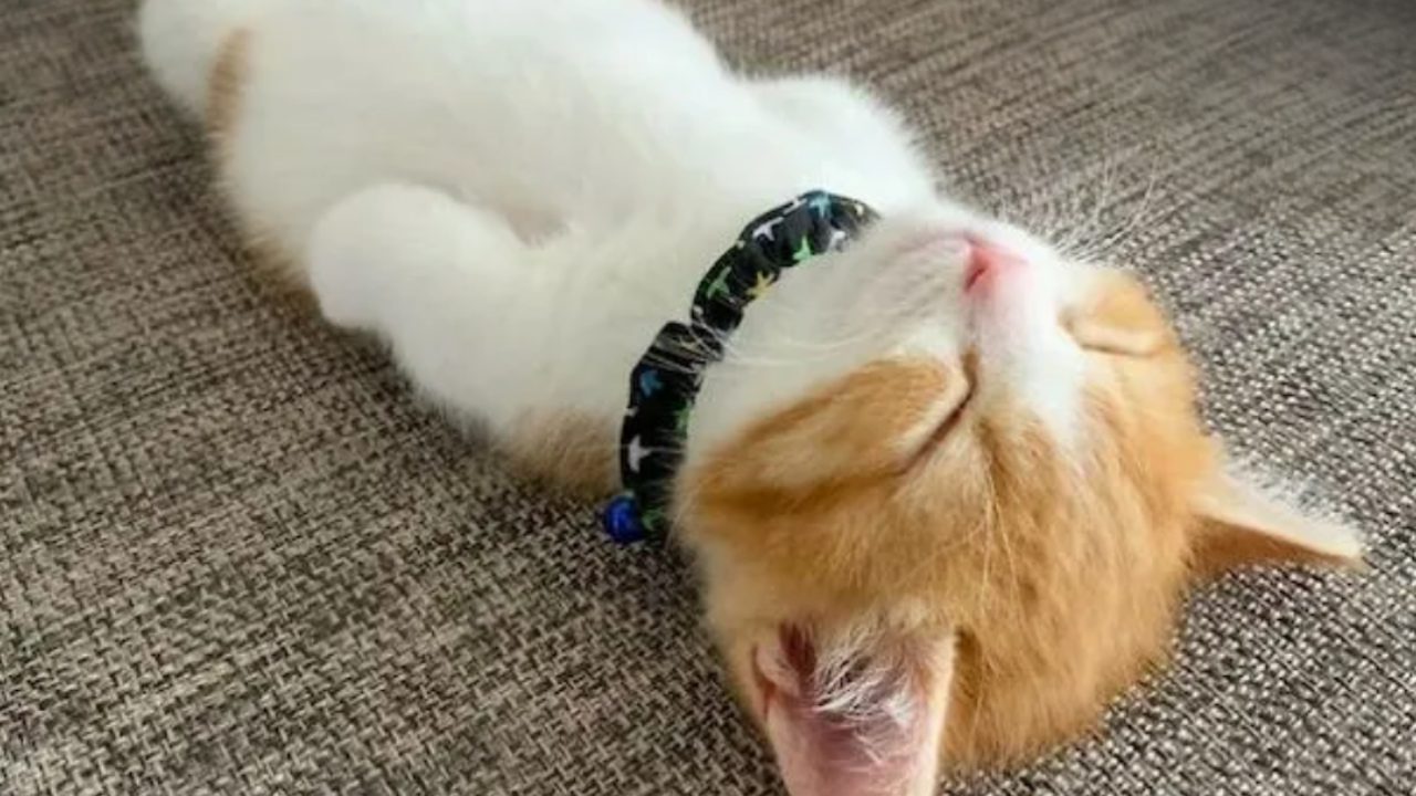 Clinician using short, structured study blocks to prepare for medical exams.