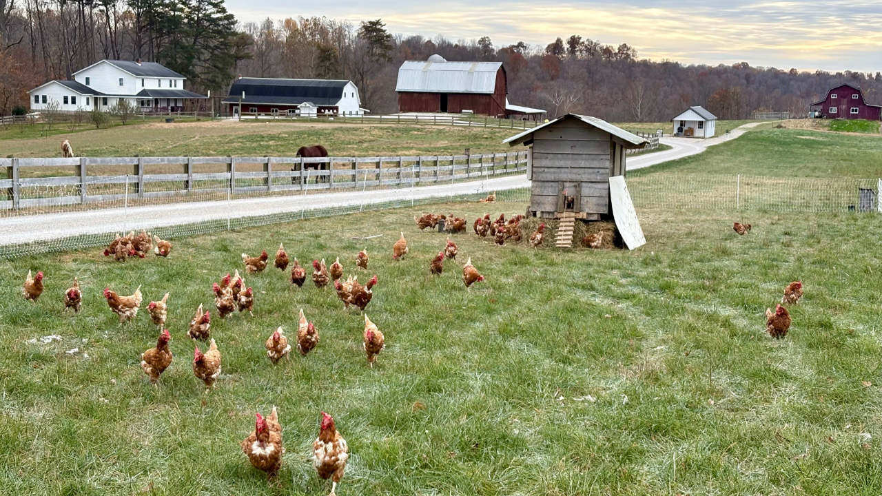 Chickens grazing near coops on a rural farm
