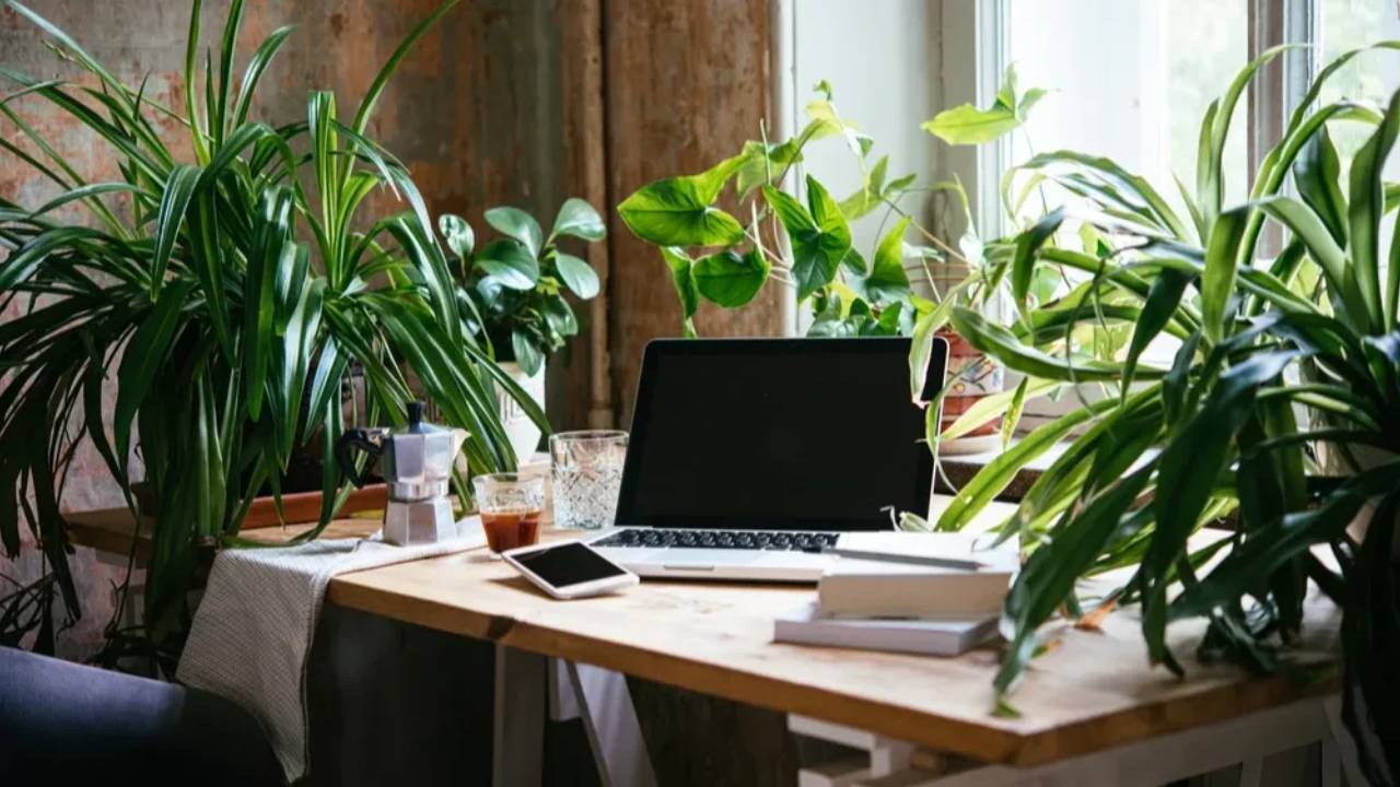 office with plants and laptop