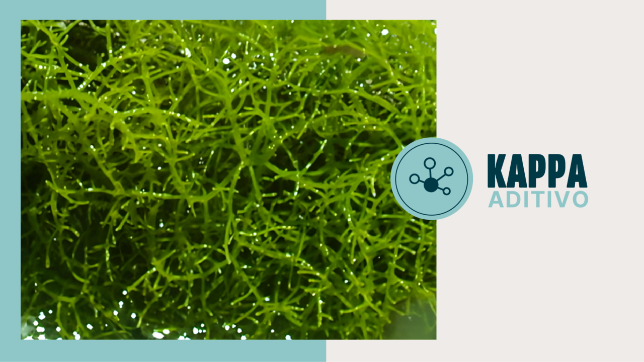 Alga marina fresca, materia prima natural de la carragenina kappa