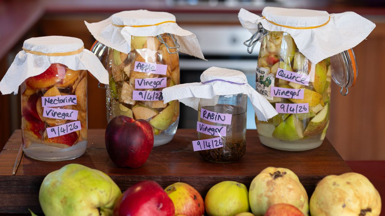 Jars of homemade fruit vinegar fermenting on a kitchen counter with apples and quinces