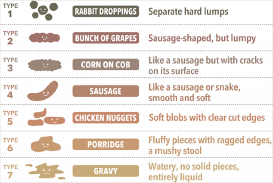What Should My Poop Look Like What Should My Poop Look Like