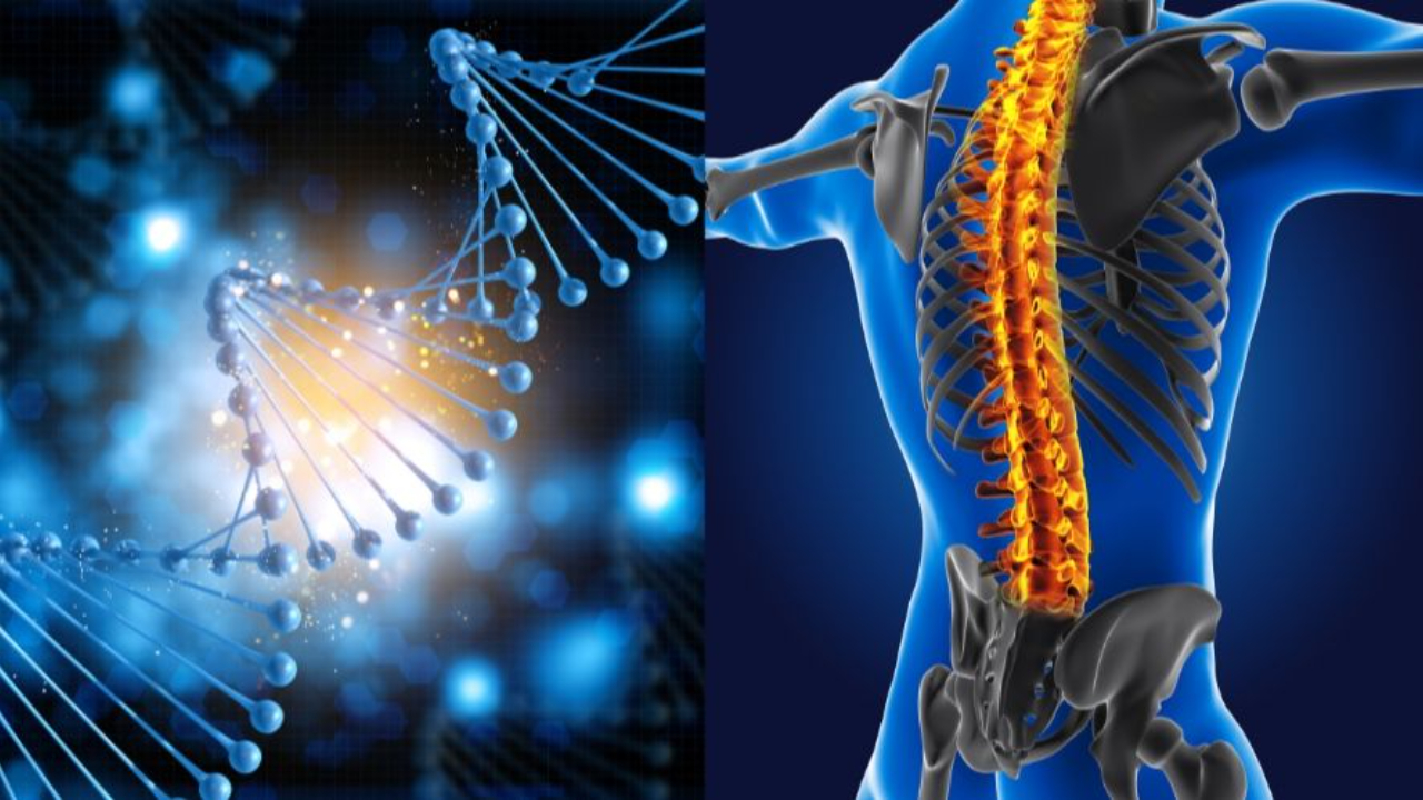 Bone Loss (Osteoporosis and Osteopenia)