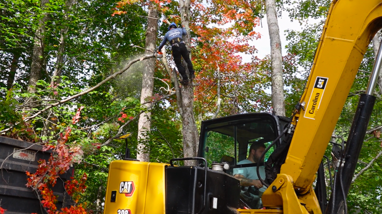 John cutting branches in a tree while Legend operates a CAT 308 mini excavator nearby