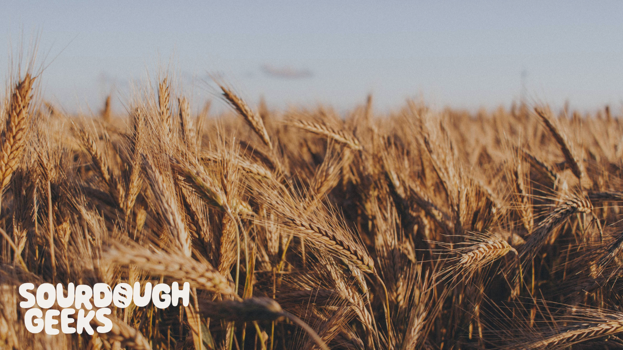 brown wheat at daytime by Photo by Tomasz Filipek on Unsplash    