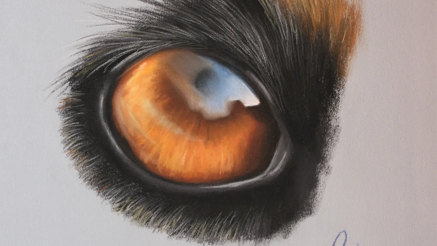 dog eye drawing in pastel pencils