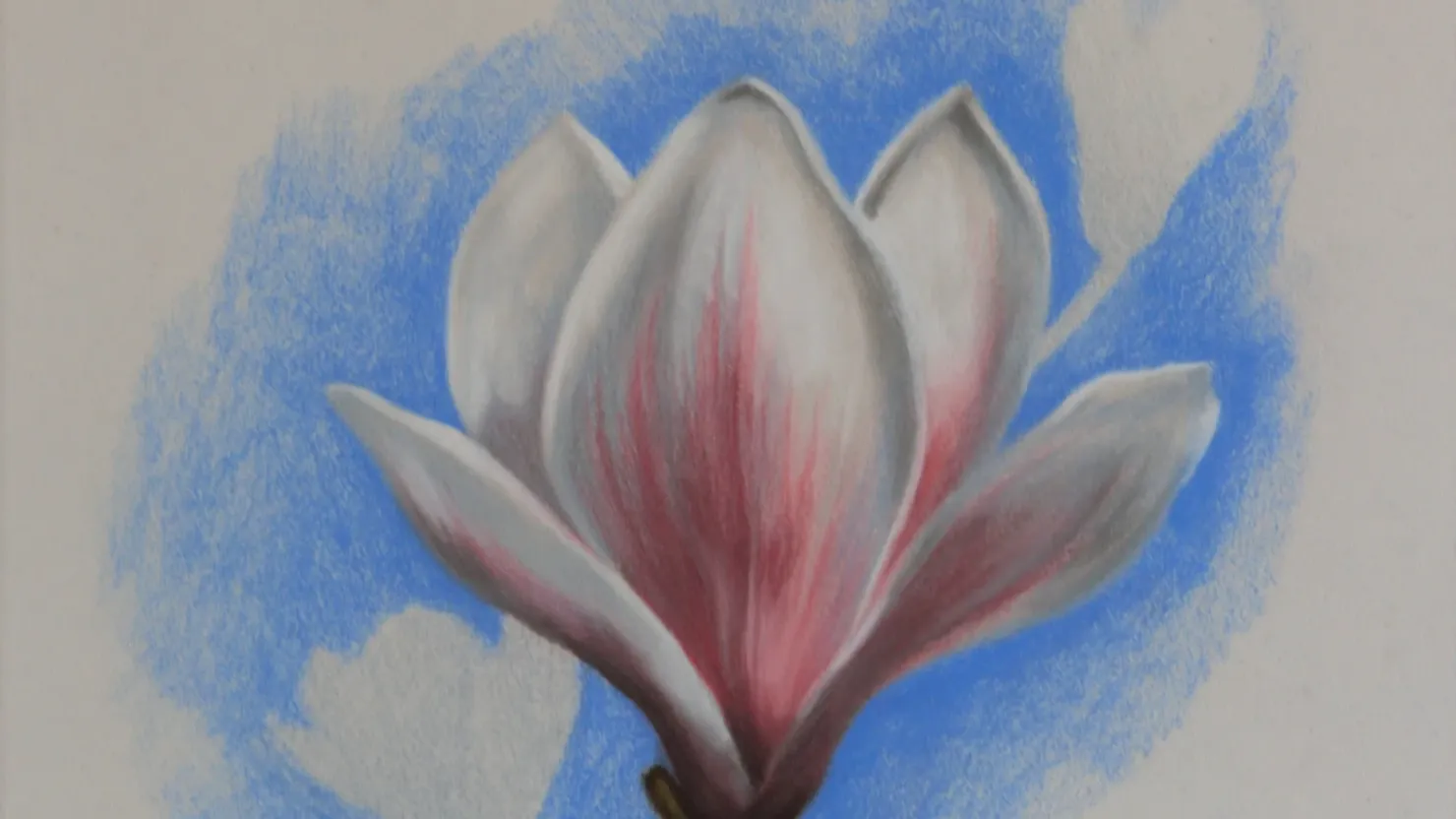 magnolia flower study with pastel pencils
