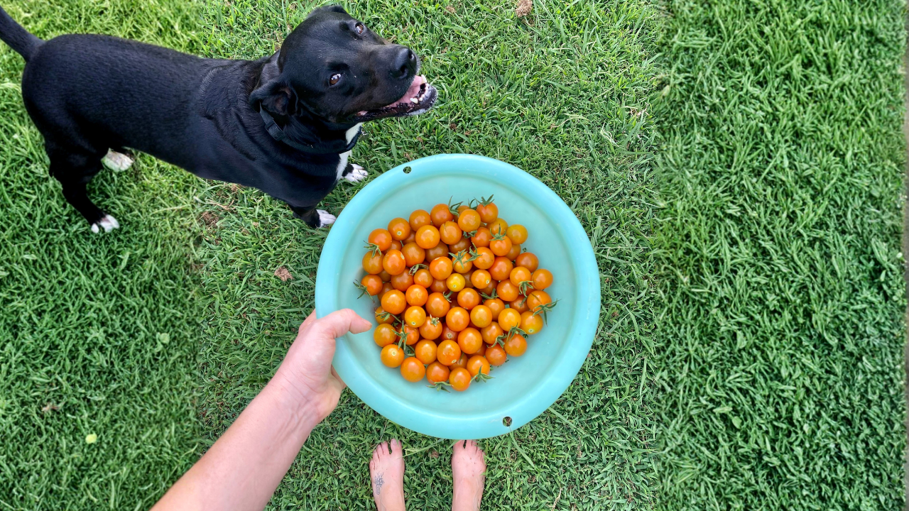 The Healing Properties of Gardening! blog image