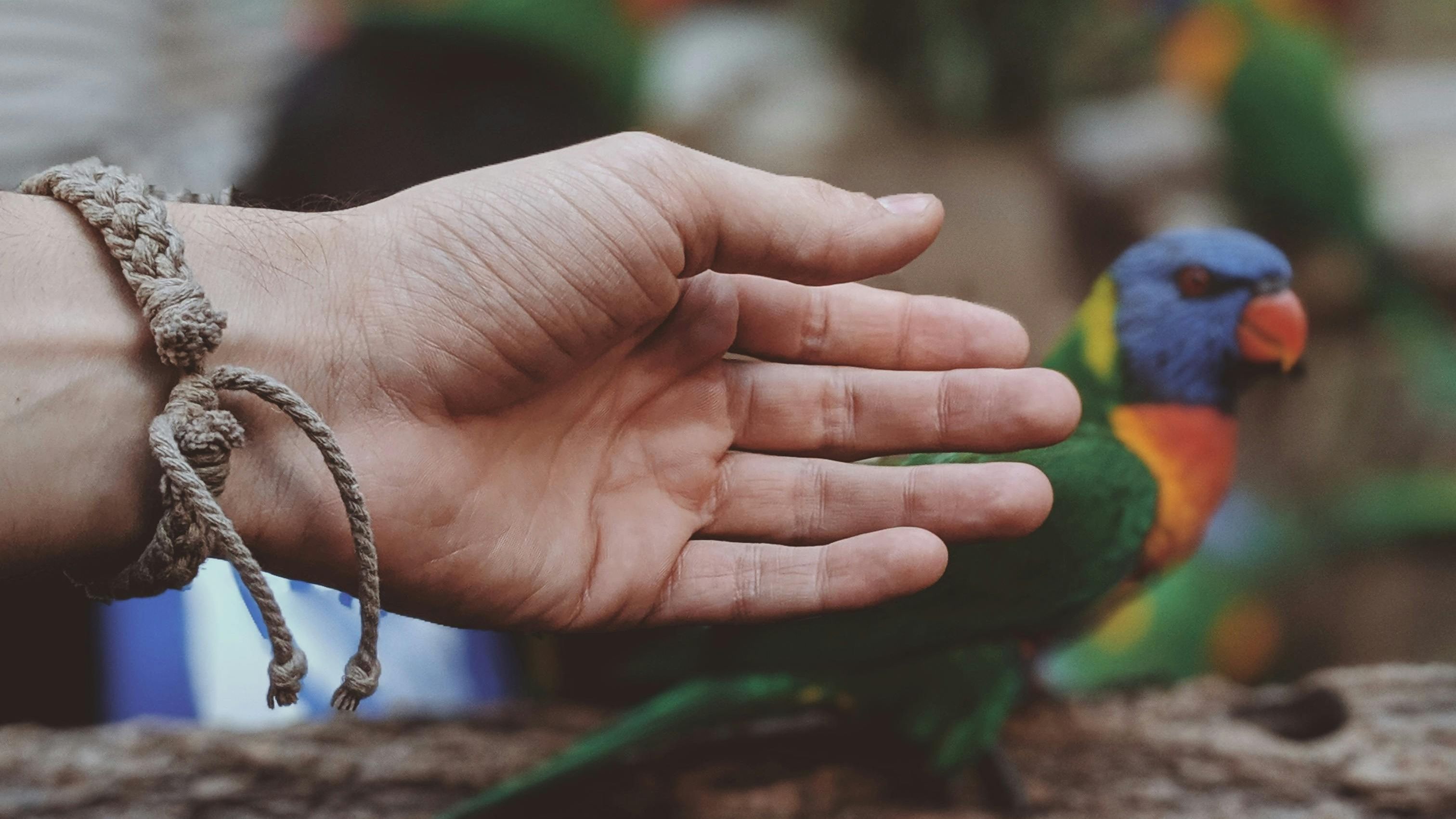 Budgerigar companion bird