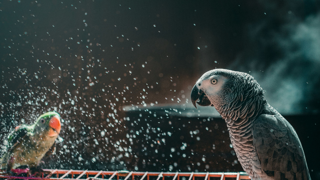 Bird cooling off