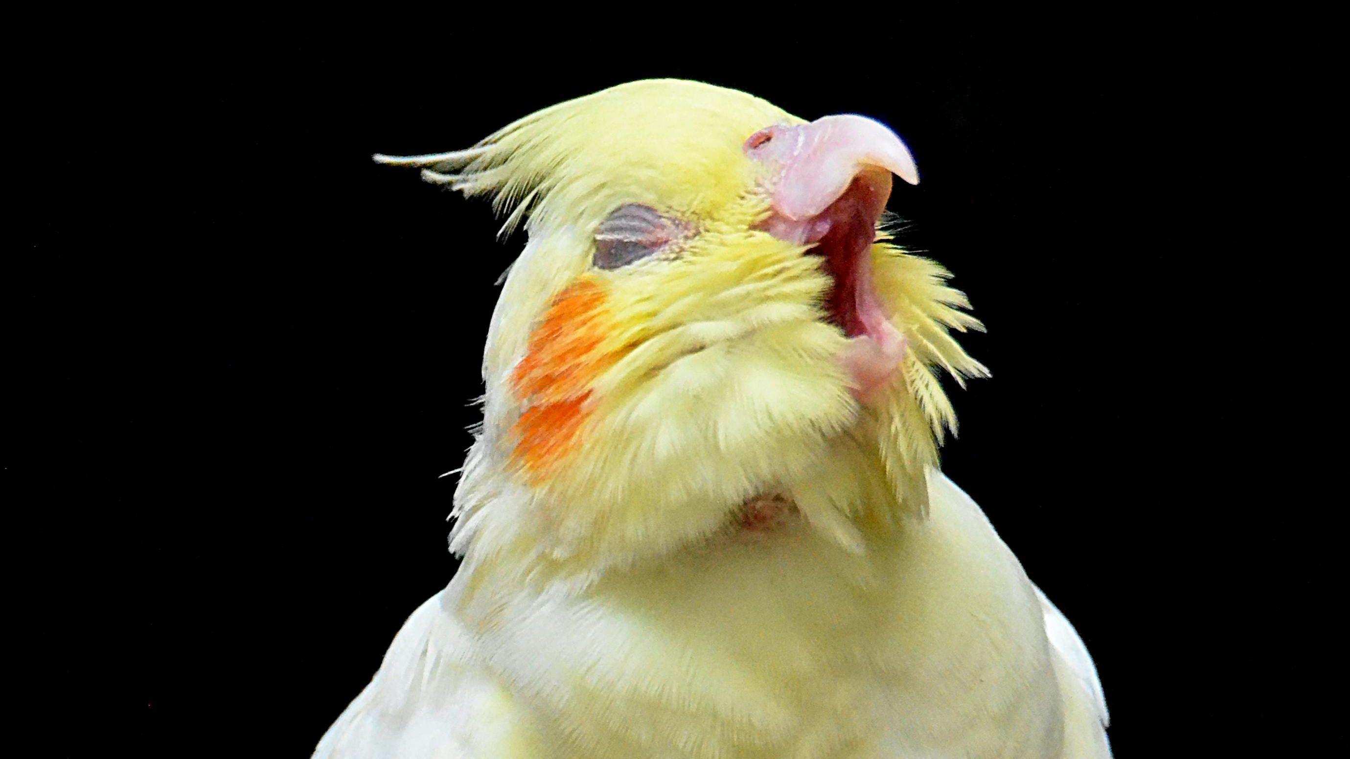 Loud Parakeet 