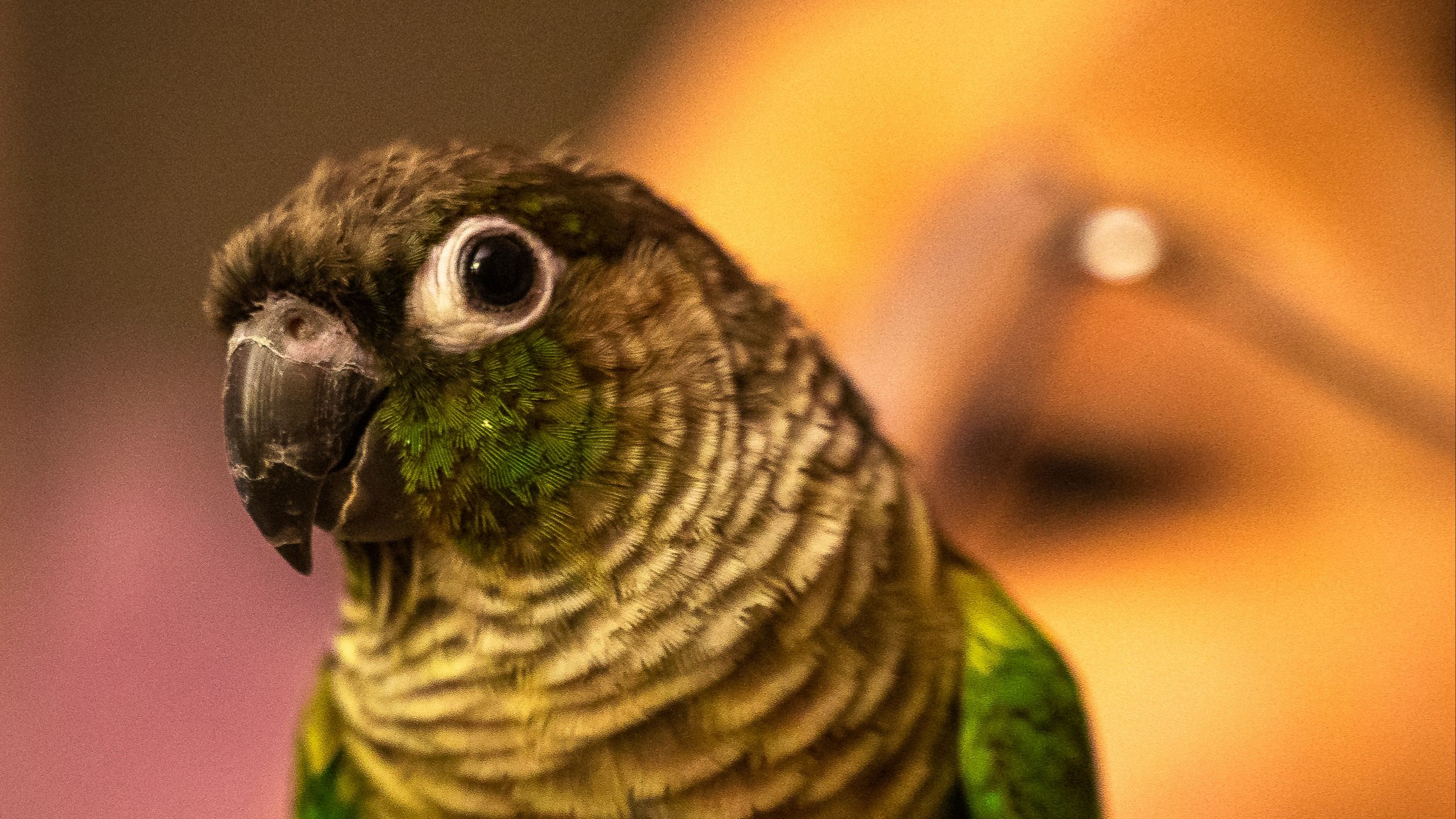Conure
