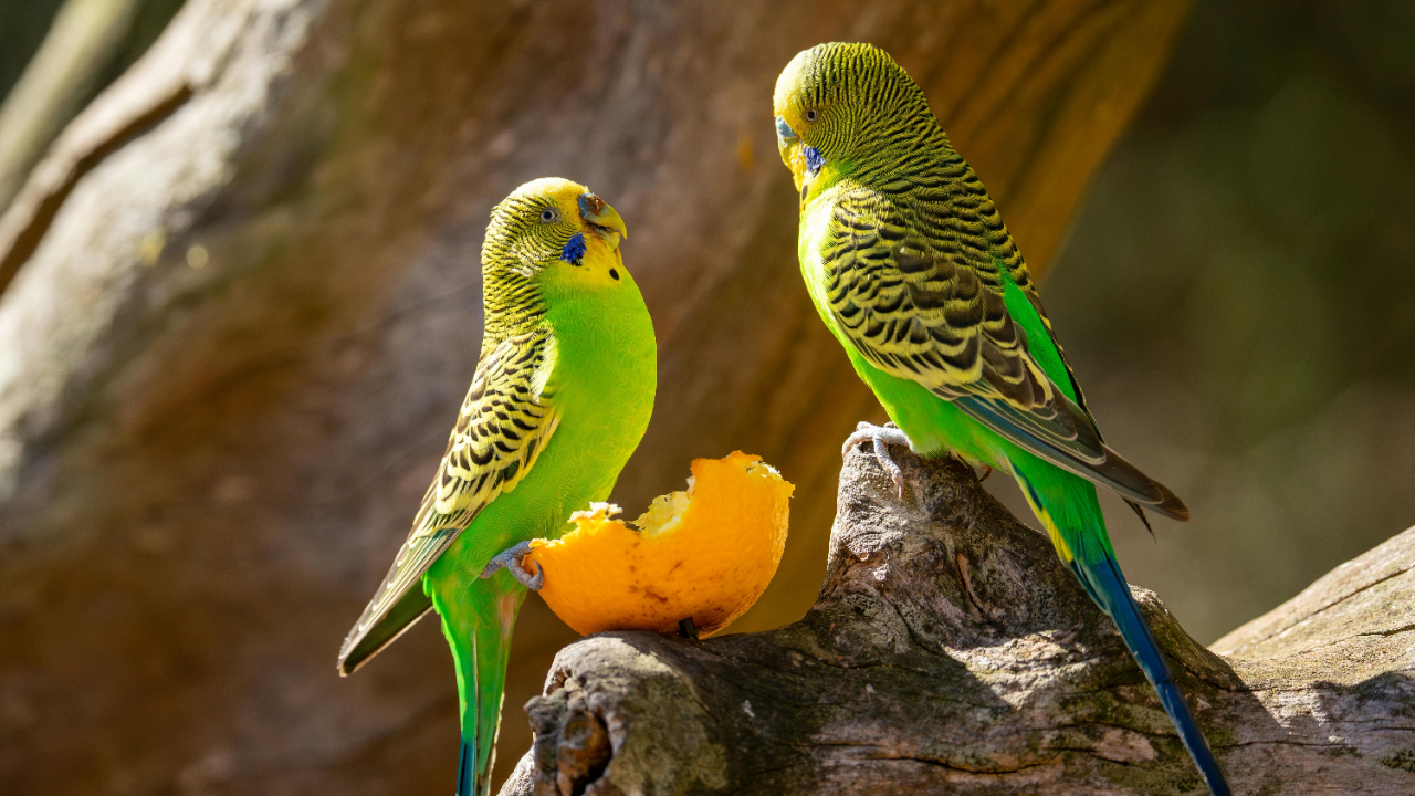 Parrot eating a piece of cooked egg as a healthy training treat