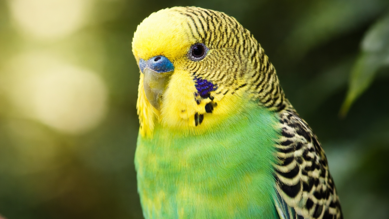 Budgerigar companion bird