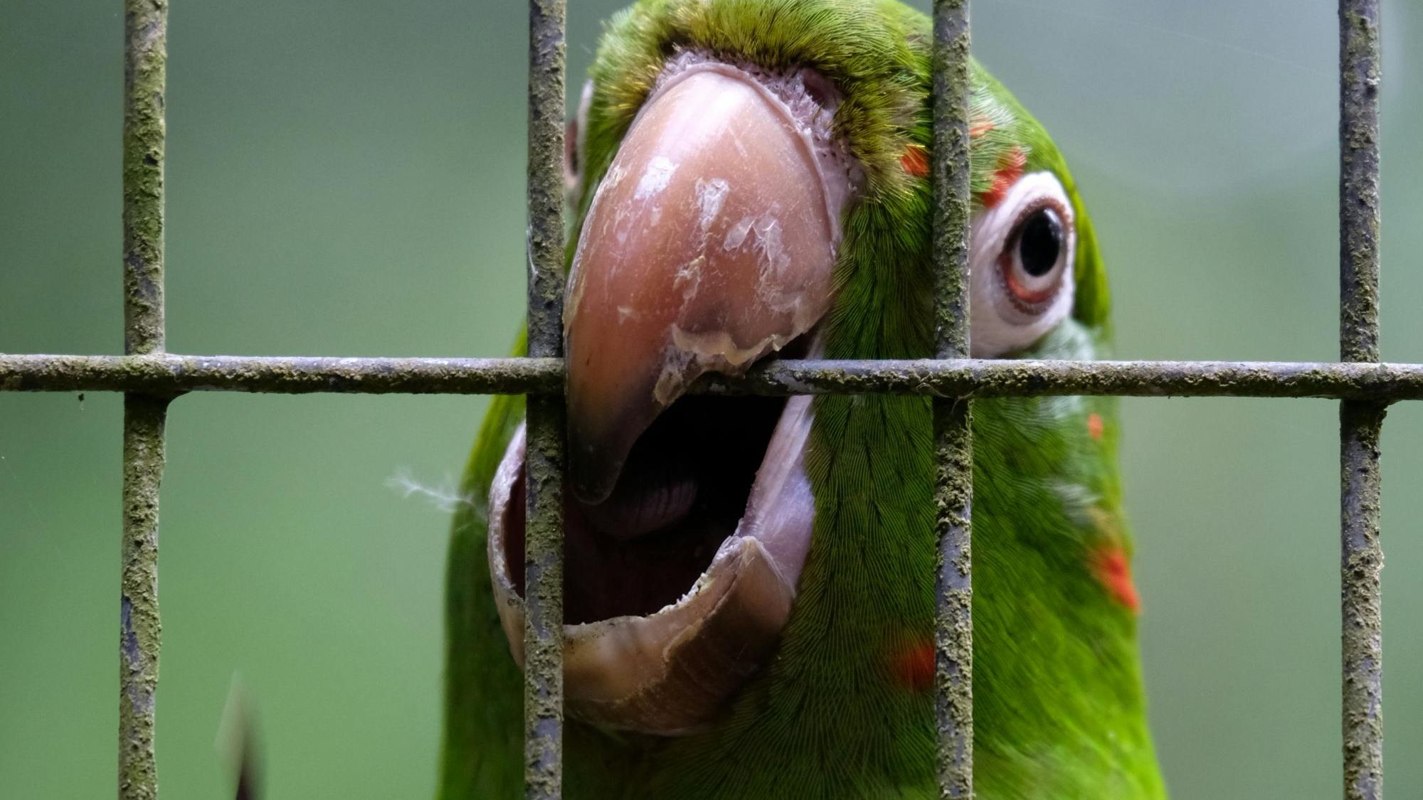 Parrot training session using ethical positive reinforcement methods