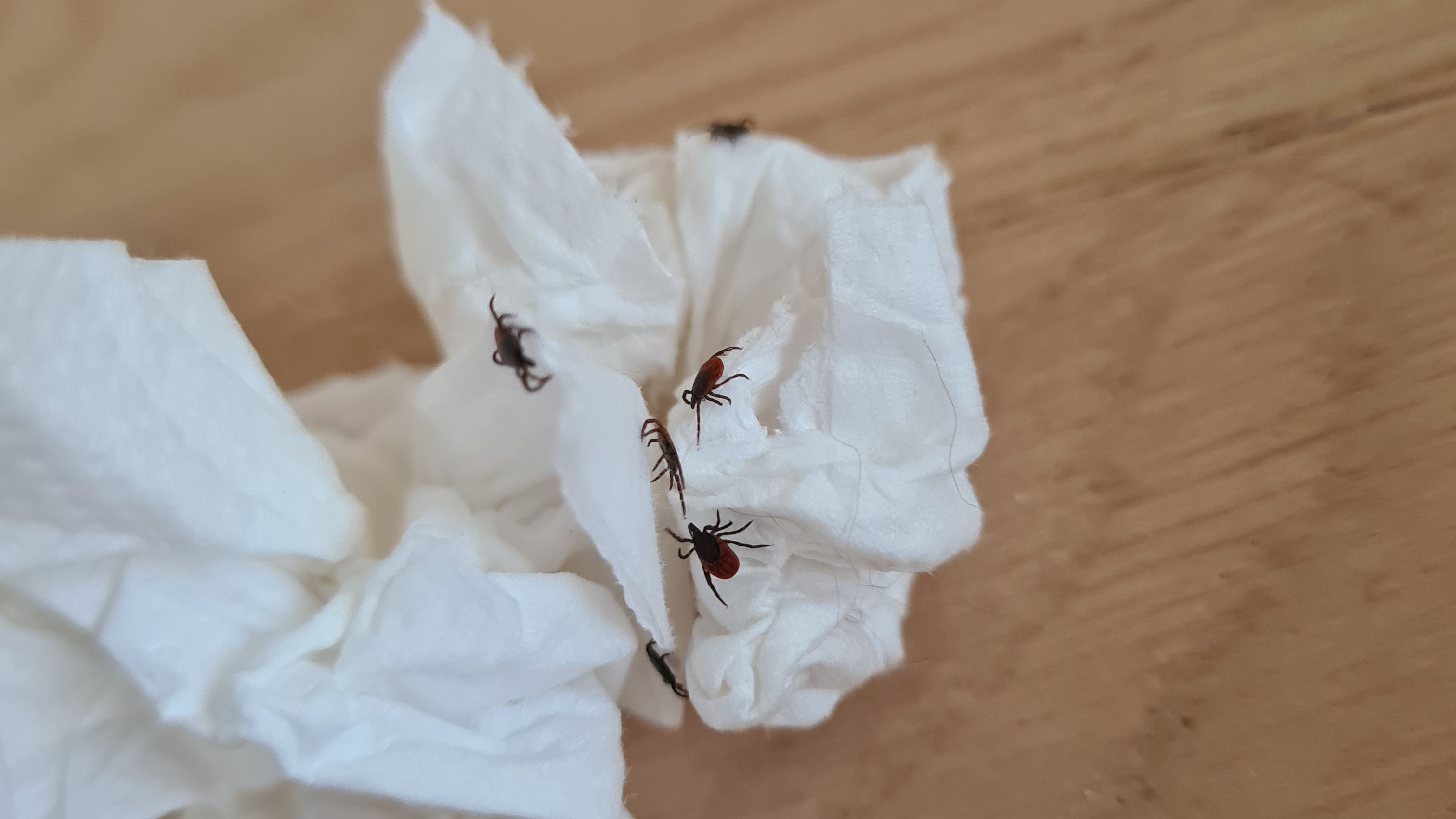 punkkisuoja koiralle onko punkki vaarallinen koiralle