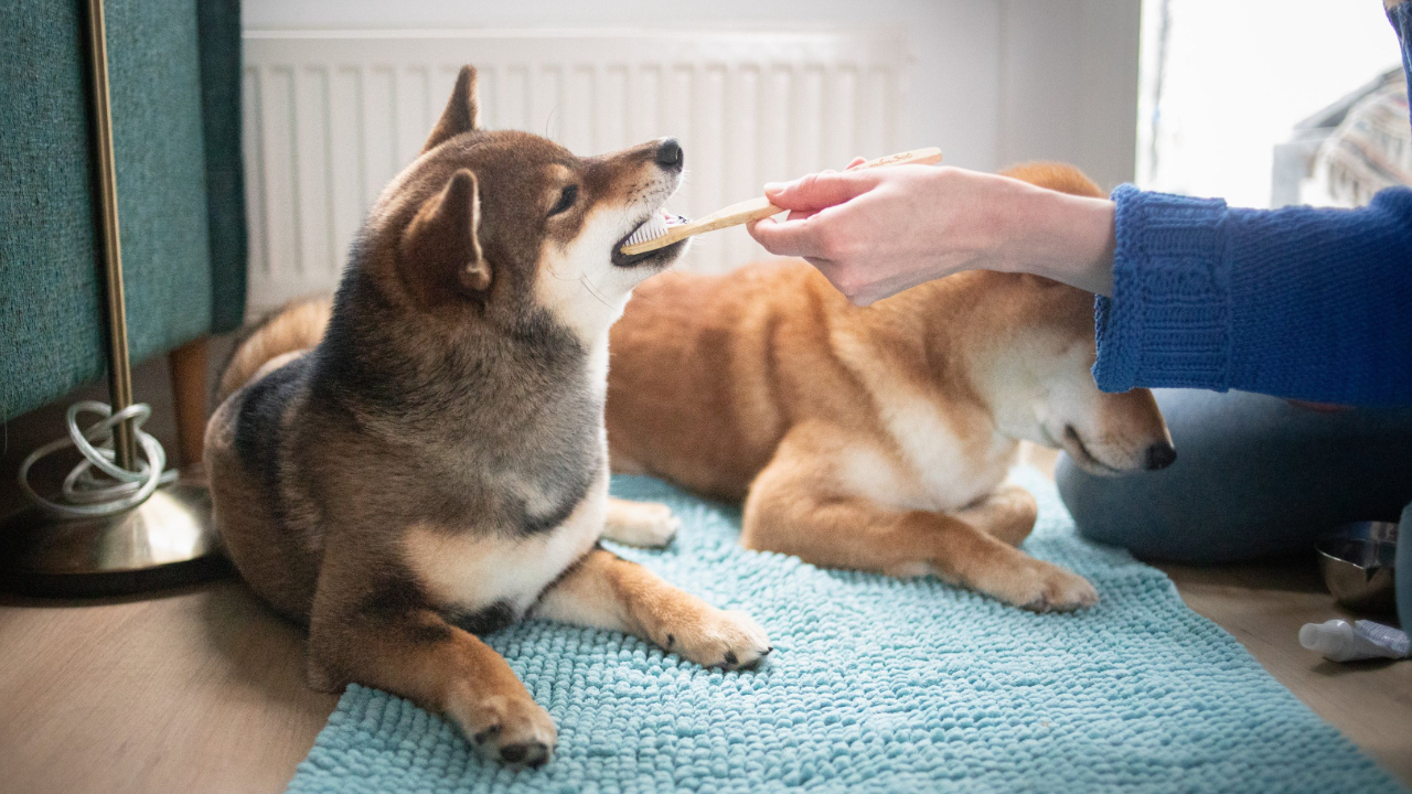Koiran hampaiden harjaus