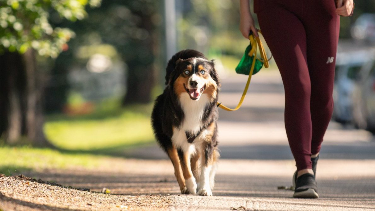 Koiran kakka pitää kerätä ettei se saastuta luontoa