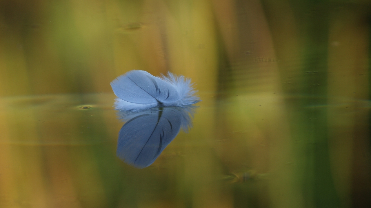 Feather on watersurface expressing compassion, love and trust