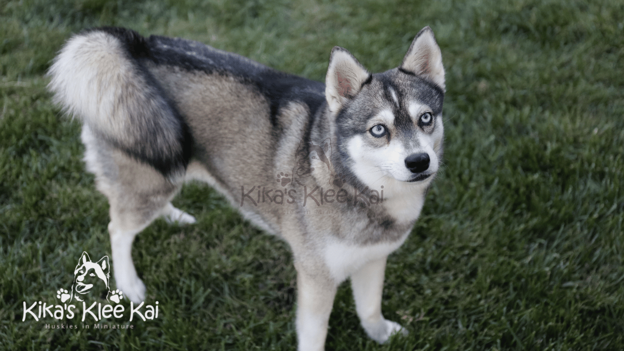 How Rare Are Alaskan Klee Kai? Availability and Demand Explained
