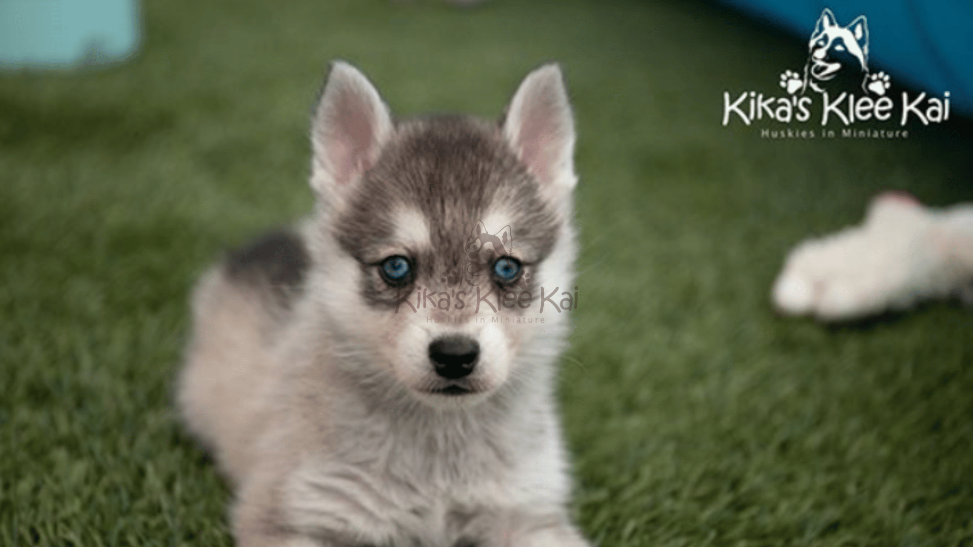 Do Alaskan Klee Kai Shed? Grooming & Coat Care Tips