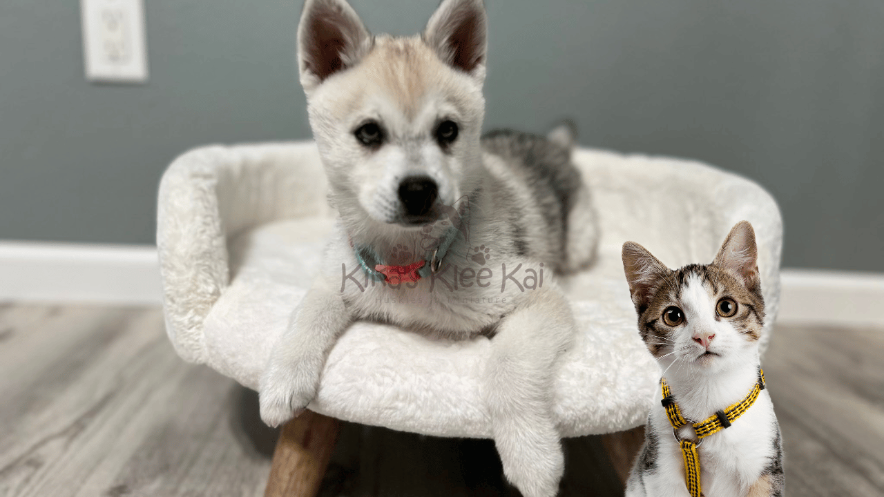 Are Alaskan Klee Kai Good with Cats? Tips for Multi-Pet Homes