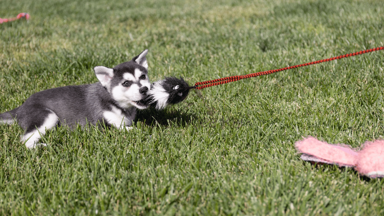 Are Alaskan Klee Kai Easy to Train? Tips for Success