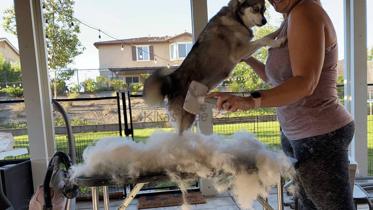 How Often Do Alaskan Klee Kai Need Grooming? Coat Care Tips