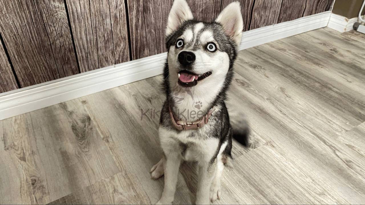Can You Adopt an Alaskan Klee Kai in an Apartment?