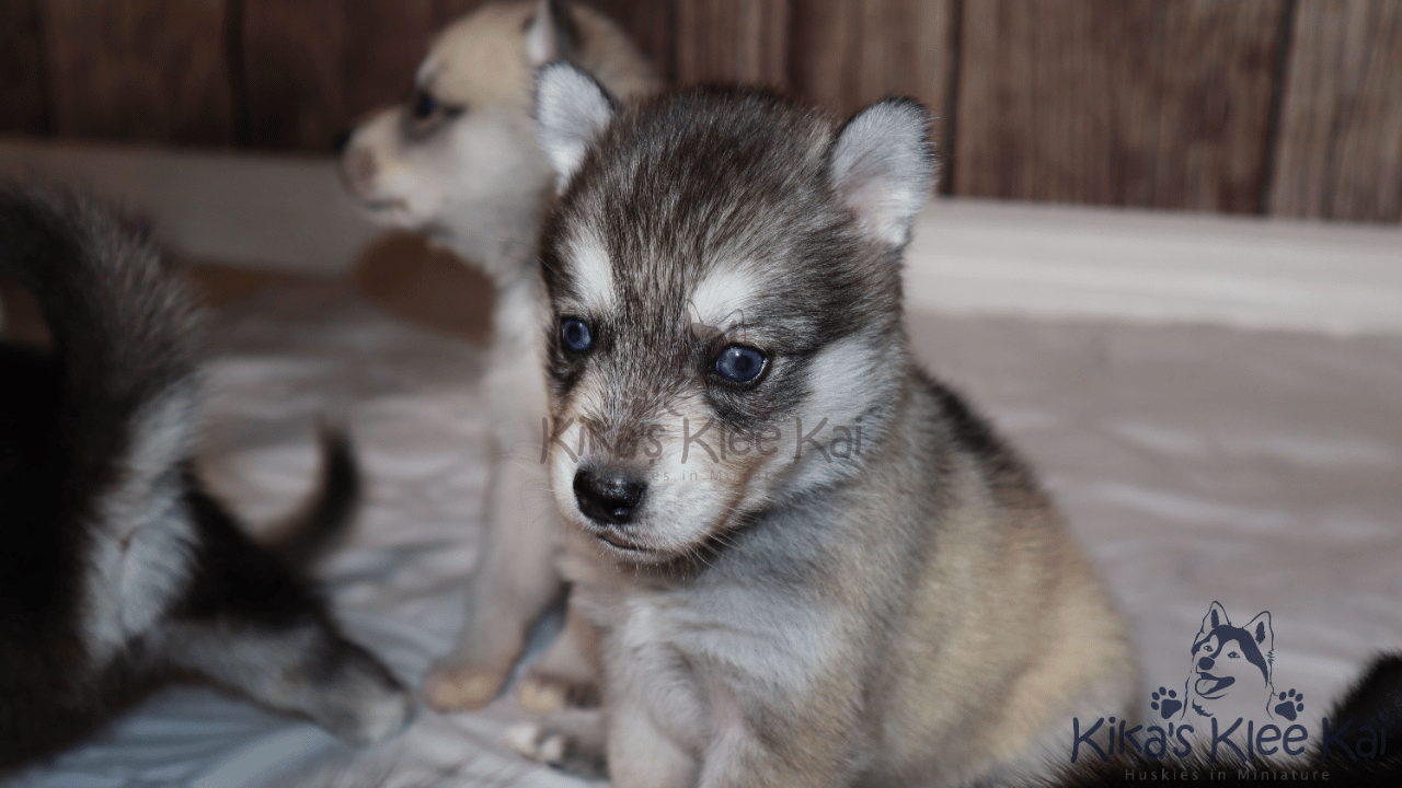 Alaskan Klee Kai Lifespan: How Long Do They Live?